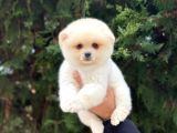En Tatlı Irk Pomeranian Boo Orijinal