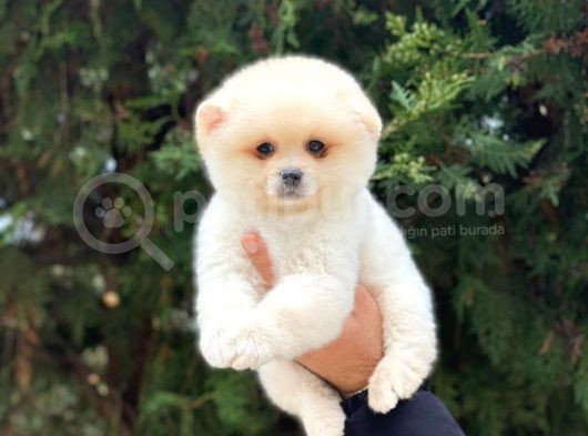 En Tatlı Irk Pomeranian Boo Orijinal görsel
