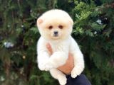 Safkan Pomeranian Boo
