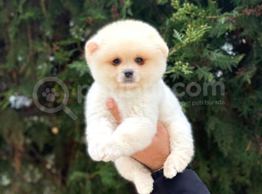 Safkan Pomeranian Boo görsel