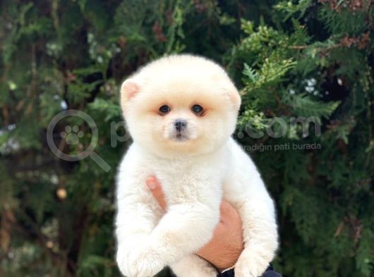 Safkan Pomeranian Boo