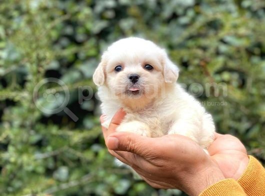 Sahibinden Orjinal Pomeranian Boo görsel