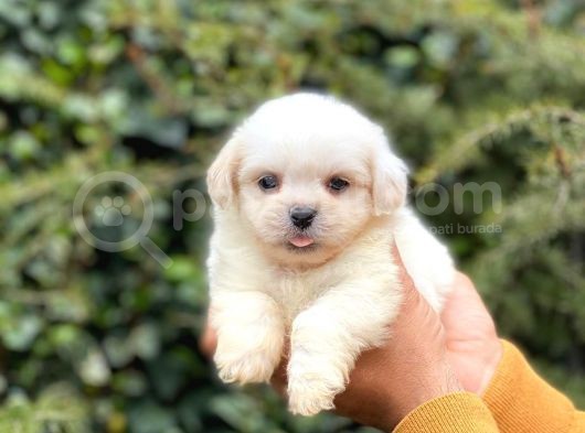 Sahibinden Orjinal Pomeranian Boo görsel