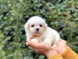 Sahibinden Orjinal Pomeranian Boo