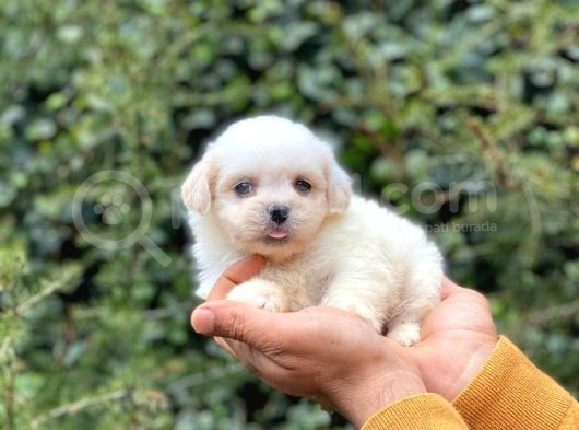 Sahibinden Orjinal Pomeranian Boo