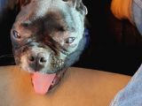 Siyah İnci French Bulldog Yavrumuz