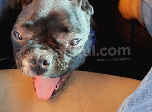 Siyah İnci French Bulldog Yavrumuz görsel