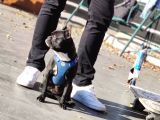 Siyah İnci French Bulldog Yavrumuz