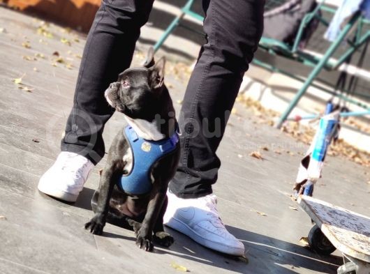 Siyah İnci French Bulldog Yavrumuz görsel
