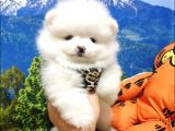 Pomeranian Boo Teddy Bear Yavrular