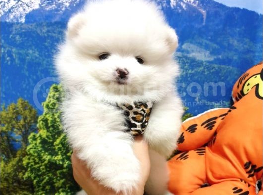 Pomeranian Boo Teddy Bear Yavrular görsel