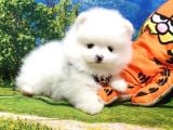 Pomeranian Boo Teddy Bear Yavrular