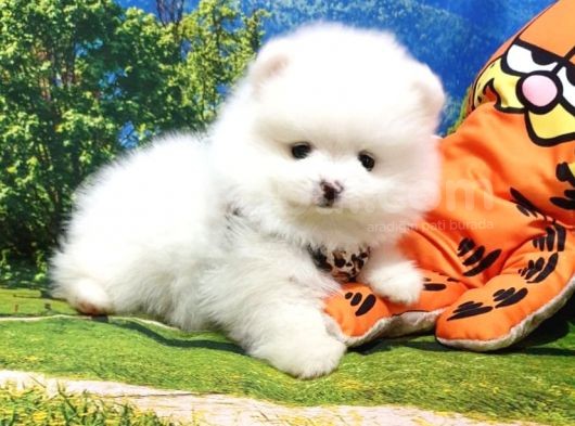 Pomeranian Boo Teddy Bear Yavrular görsel