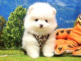 Pomeranian Boo Teddy Bear Yavrular