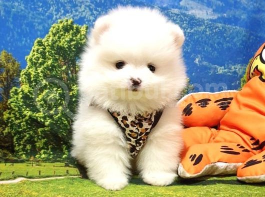 Pomeranian Boo Teddy Bear Yavrular görsel