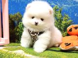 Pomeranian Boo Teddy Bear Yavrular