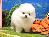 Orjinal Pomeranian Boo Yavrularımız
