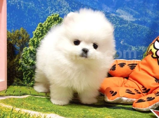 Orjinal Pomeranian Boo Yavrularımız görsel