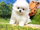 Orjinal Pomeranian Boo Yavrularımız