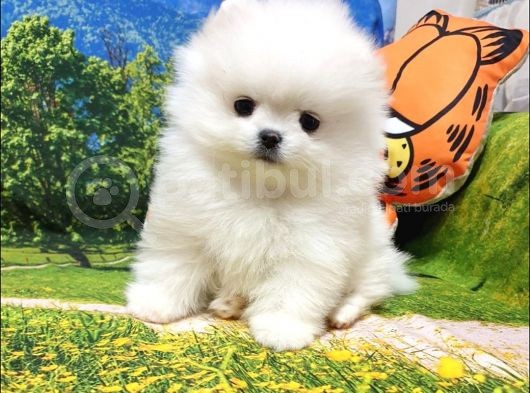 Orjinal Pomeranian Boo Yavrularımız görsel