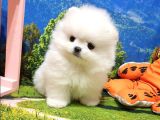 Orjinal Pomeranian Boo Yavrularımız