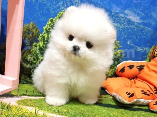 Orjinal Pomeranian Boo Yavrularımız görsel