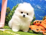 Orjinal Pomeranian Boo Yavrularımız