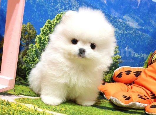 Orjinal Pomeranian Boo Yavrularımız