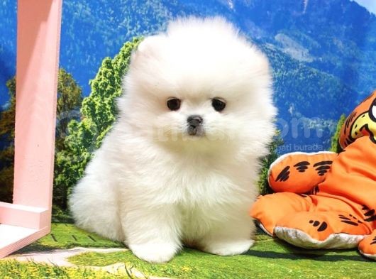 Orjinal Pomeranian Boo Yavrularımız görsel