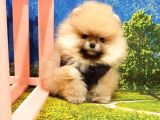 Pomeranian Boo Teddy Bear Yavrular