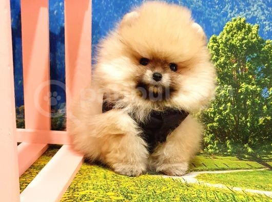 Pomeranian Boo Teddy Bear Yavrular görsel