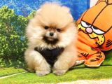 Pomeranian Boo Teddy Bear Yavrular