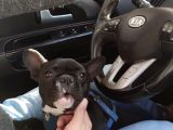 Siyah İnci French Bulldog Yavrumuz