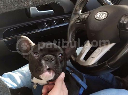 Siyah İnci French Bulldog Yavrumuz görsel