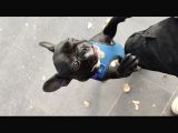 Siyah İnci French Bulldog Yavrumuz