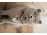 Dişi Scottish Fold Kedim