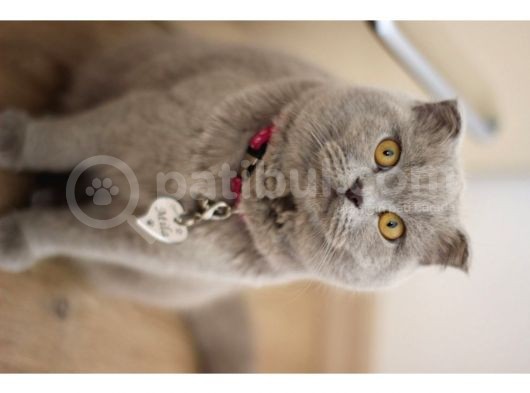 Dişi Scottish Fold Kedim görsel