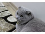 Dişi Scottish Fold Kedim