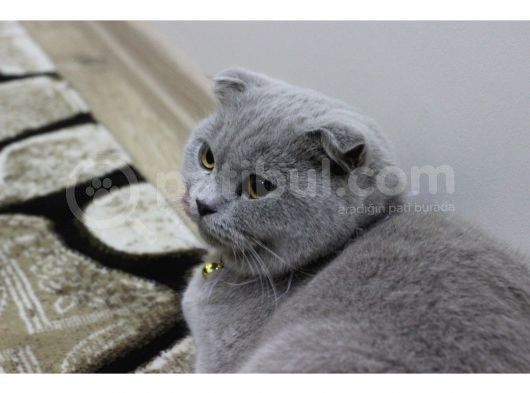 Dişi Scottish Fold Kedim görsel