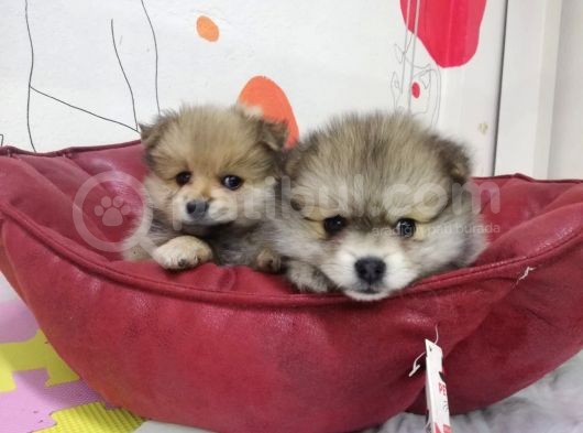 A Kalite Özel Renk Pomeranian Bebeğimiz görsel