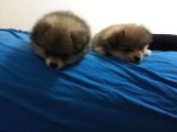 A Kalite Özel Renk Pomeranian Bebeğimiz