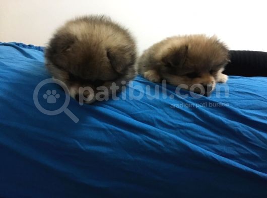 A Kalite Özel Renk Pomeranian Bebeğimiz görsel