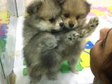 A Kalite Özel Renk Pomeranian Bebeğimiz