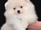 Pomeranian Boo Çok Sağlıklı Yavrularımız
