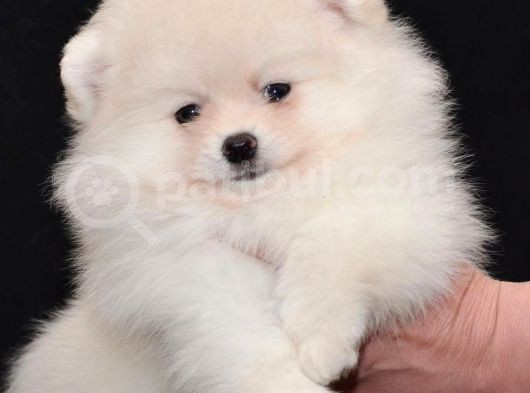 Pomeranian Boo Çok Sağlıklı Yavrularımız görsel
