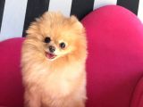 Pomeranian Boo Çok Sağlıklı Yavrularımız