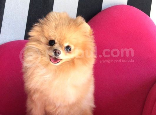 Pomeranian Boo Çok Sağlıklı Yavrularımız görsel
