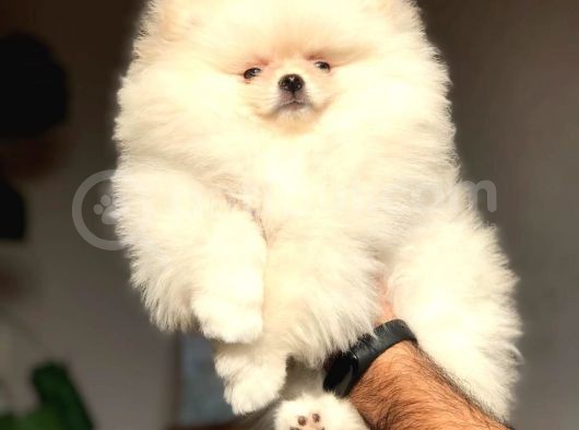 Pomeranian Boo Çok Sağlıklı Yavrularımız