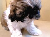 Anne Altından Sıfır Burun Shih Tzu Yavrular