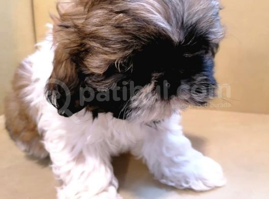 Anne Altından Sıfır Burun Shih Tzu Yavrular görsel